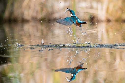 kingfisher coming out of the water having just caught a fish in a river with reflection, Italy