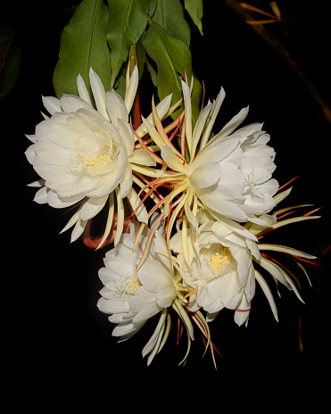 bunch of night-blooming cereus flowers isolated on black background, aka queen of the night, unique rarely blooms and only at night princess of the night cactus plant blossom with leaves