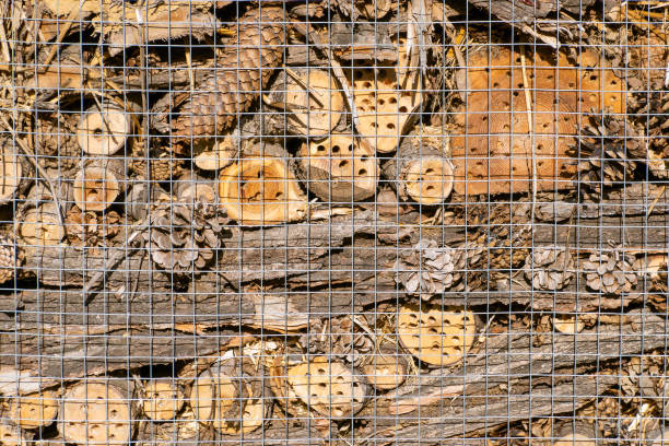 An insect hotel, a bug hotel, insect house. manmade structure created to provide shelter for insects.
