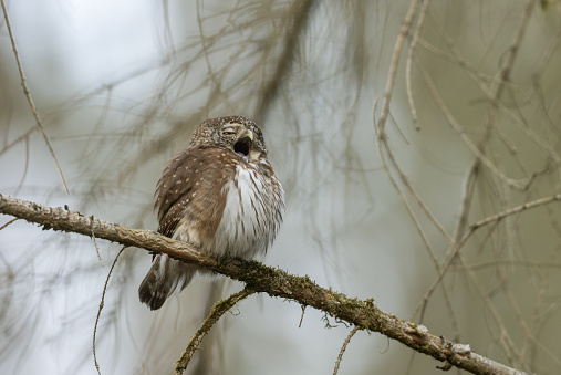 Yawning Eurasian pygmy owl (Glaucidium passerinum) sitting in a coniferous tree.