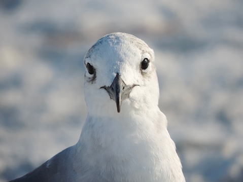 Portrait of a bird, white pigeon in the beach of south Florida.