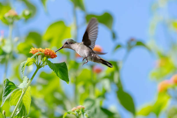 istock Ruby Topaz hummingbird feeding on small orange flowers in a shrub 2102299553