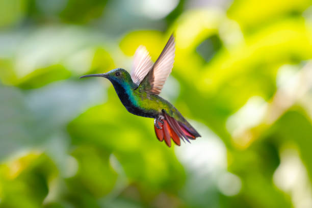 istock Glittering colorful hummingbird hovering with wings spread and tail spread 2102300069