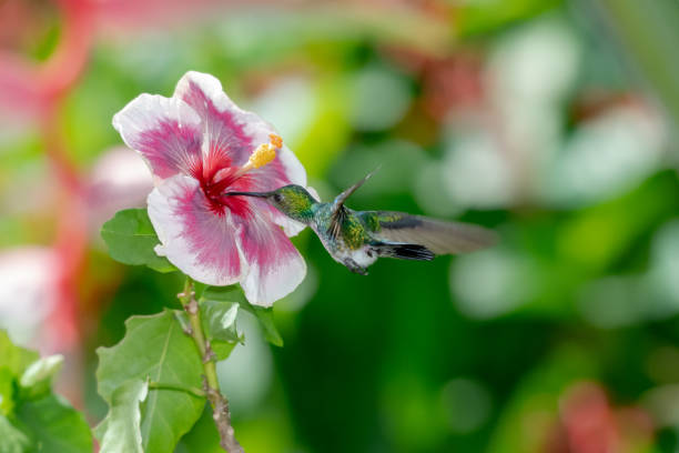 Blue-chinned Sapphire hummingbird pollinating an exotic hibiscus flower in a garden Blue-chinned Sapphire hummingbird, Chlorestes notata, feeding on a tropical, colorful hibiscus flower blue chinned sapphire hummingbird stock pictures, royalty-free photos & images