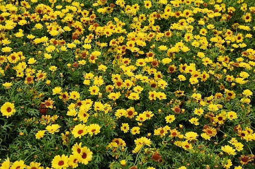 Garland Chrysanthemum