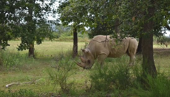 White rhinoceros (Ceratotherium simum) in profile, grazing between trees.