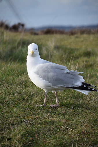A series of photographs of a Europen herring gull.