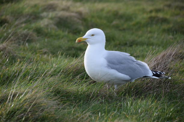 istock Europen Herring Gull 2102324022