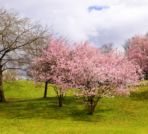 Spring scenic with a white  flowering cherry tree