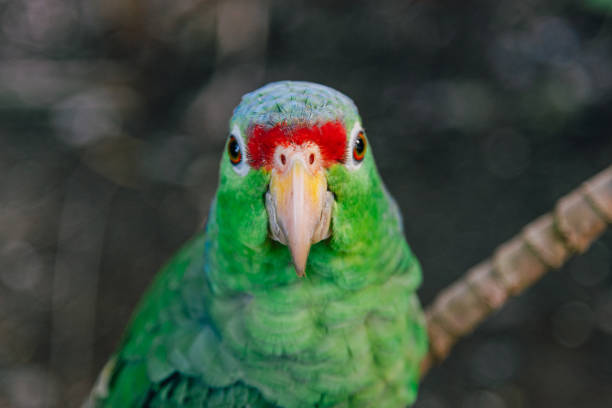 a Parrot rests in a tree in central America