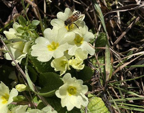 Close-up of primrose flowers with a bee collecting nectar
