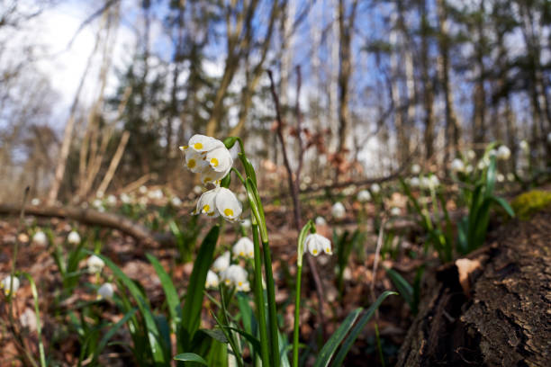 Spring snowflake - white flowers in early spring in the forest, Poland