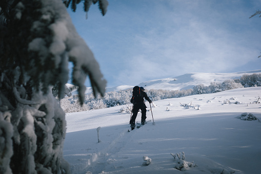 Backcountry splitboarder ascends mountain through forest and fresh powder snow