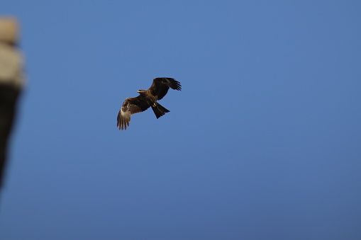 Black kite in flying in the blue sky.