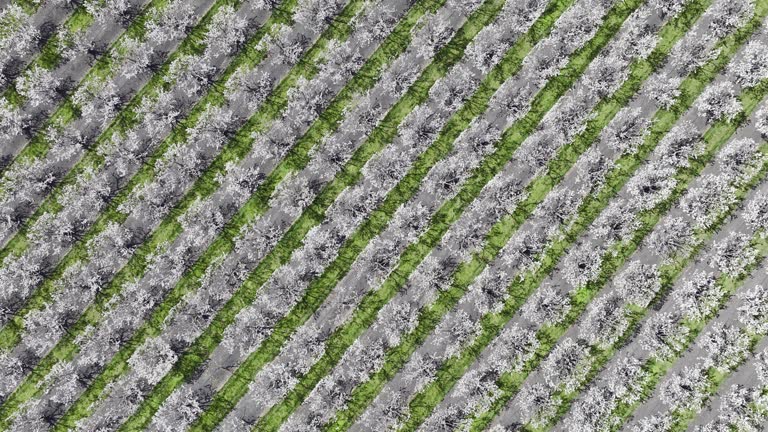 Striped Wall in Green and White: Aerial View