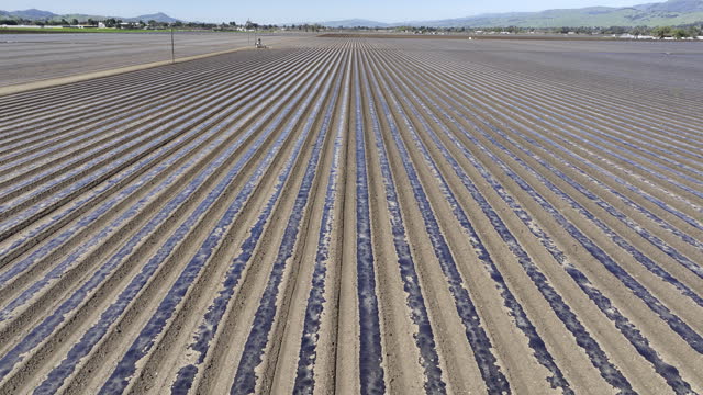 Plastic Mulch in Planted Agricultural Field, Gilroy CA
