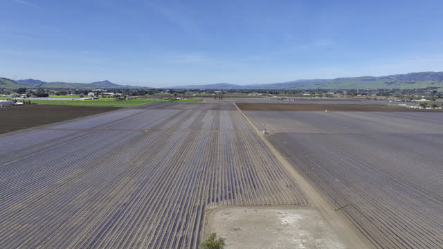 Plastic Mulch in Planted Agricultural Field, Gilroy CA
