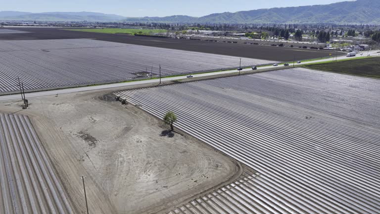 Plastic Mulch in Planted Agricultural Field, Gilroy CA