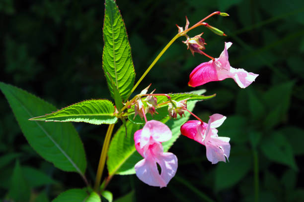 Early summer blossoms of broom plant on Vancouver Island, British Columbia