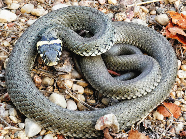 istock the twisted serpent warms itself in the sun 2102374253
