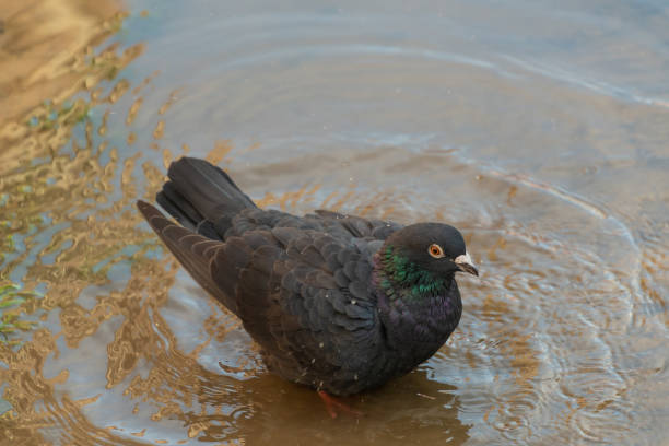 istock A pigeon bathes in a puddle. 2102385213