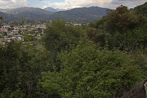Wild California walnut, sugar bush, toyon, and poison oak lush growth as viewed from the northern slopes of South Hills Park with the San Gabriel Mountains and City of Glendora for a background.