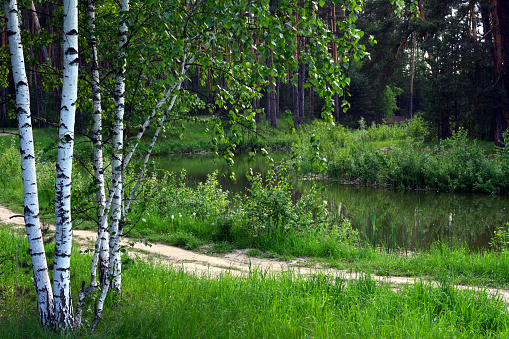 a small pond with a birch tree and a path in the forest