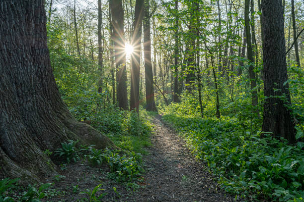 istock Sunlight in the green forest at spring time. Natural background. 2102414906