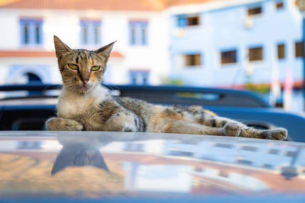 Cat lying on pavement