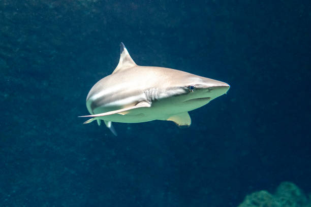 istock Picture shows a Carcharodon carcharias, also known as the white shark. 2102415460