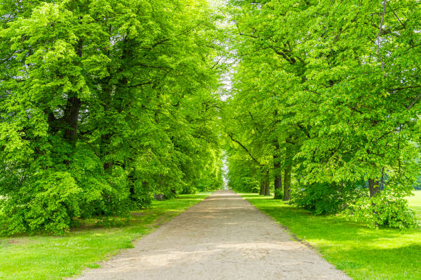 istock Path in the park with green trees on a sunny summer day. 2102415995