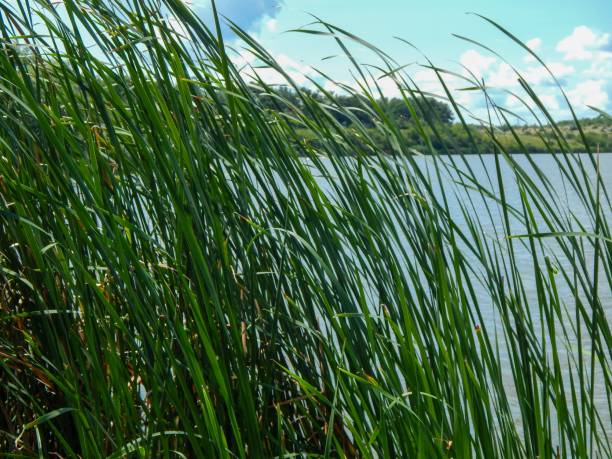 istock Green grass blowing in the wind next to a lake on a partly cloudy day 2102419733