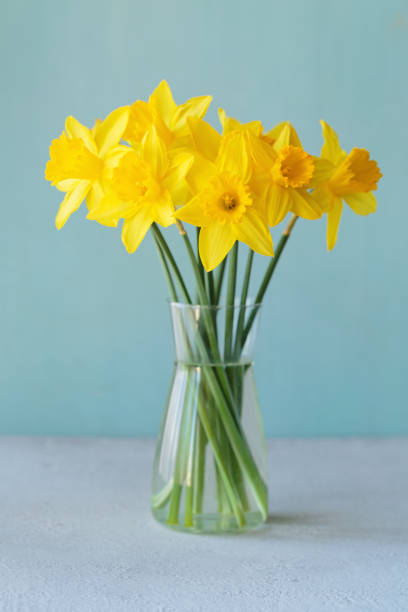 Yellow daffodils flowers standing in a transparent vase against blue wall. Beautiful yellow-blue background