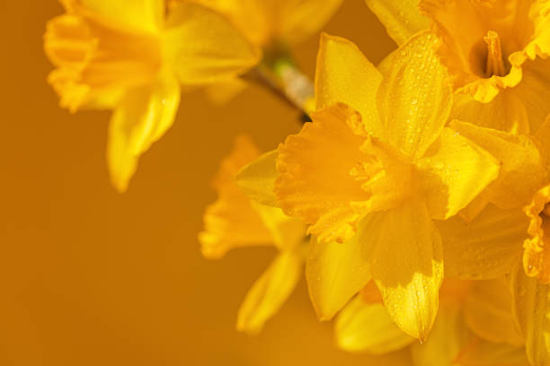 Close up of daffodils flowers on a yellow background. Beautiful yellow spring background for greeting cards and wallpapers