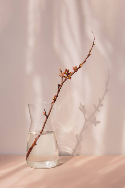 istock dry apple branch with buds in a vase 2102420775
