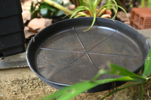 plastic bowl abandoned in a vase with stagnant water inside. close up view. mosquitoes in potential breeding ground.\nproliferation of aedes aegypti mosquitoes, dengue, chikungunya, zika virus