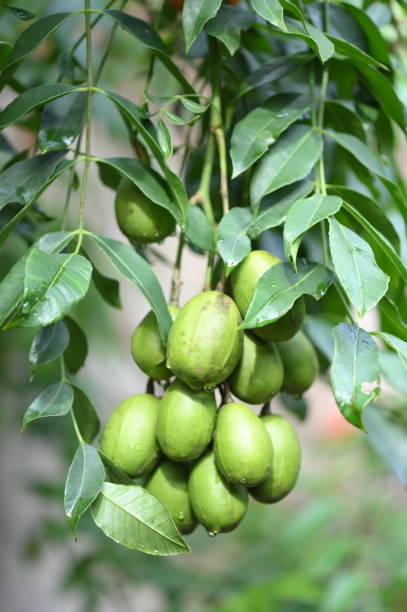 istock caja mango fruit tasty green leaf with white stripes beautiful garden plant image 2102422874
