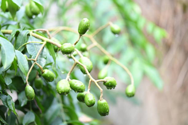 istock caja mango fruit tasty green leaf with white stripes beautiful garden plant image 2102422889