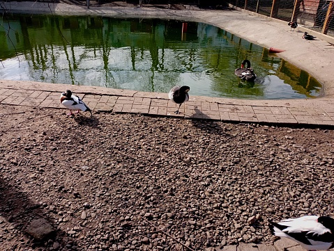 A beautiful artificial pond with stone-lined banks on which a black swan rests together with wild ducks. Wild birds on an artificial pond.