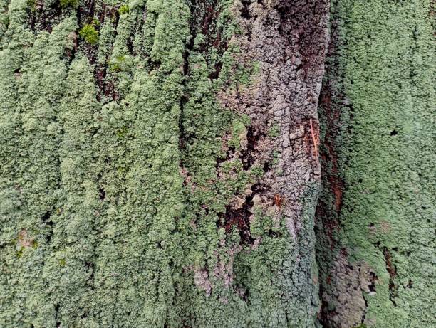 istock Forest texture green moss on tree bark. Green forest moss almost completely covered the surface of the oak trunk. 2102427059