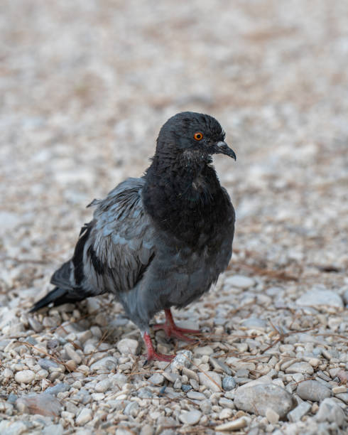 istock Dove on the beach. Focus on the dove. Blurred background 2102456602