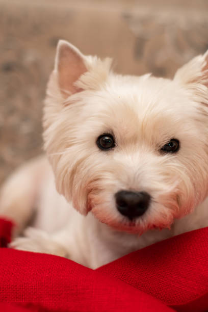 West Highland White Terrier dog lies on a red plaid, close-up. selective focus.