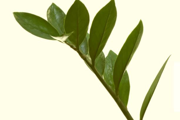 istock Indoor plant Zamioculcas on a white background. 2102467539