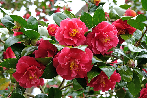 Dark pink semi double camellia 'William Carlyon' in flower
