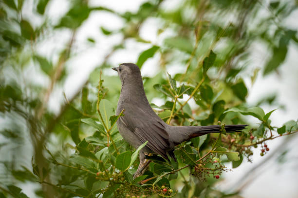 istock A Gray Catbird bird perched on a tree branch in summer Florida shrubs 2102472343
