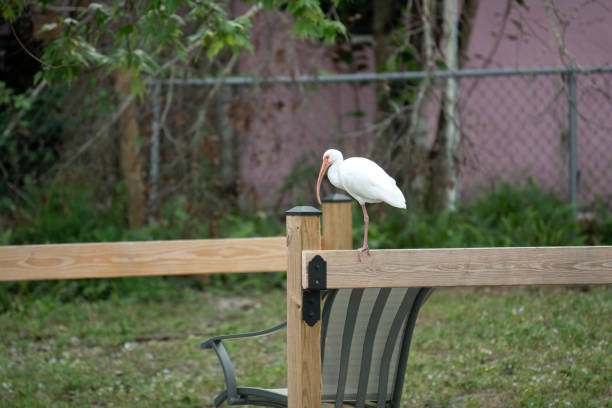 White ibis wild bird perching on backyard fence in Florida.