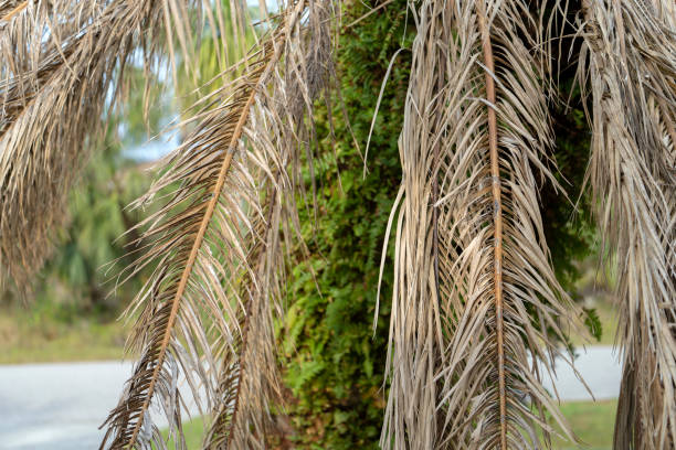 istock Dead palm tree with dry branches on Florida home backyard. Tree removal concept 2102472355