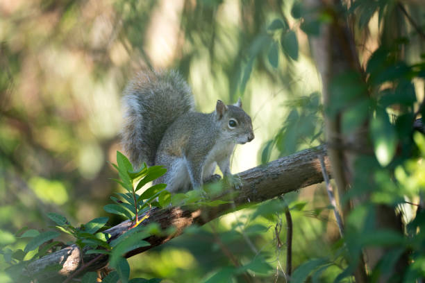 istock Beautiful wild gray squirrel in Florida shrubs 2102472361