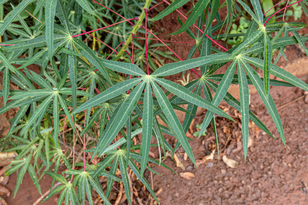 istock Cassava Plant Leaves 2102474668