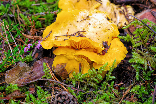Chanterelle mushroom in autumn forest
